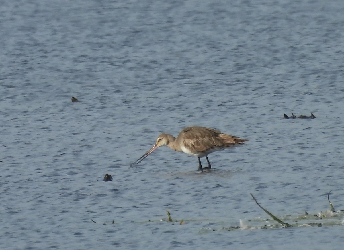 Hudsonian Godwit - ML643798291