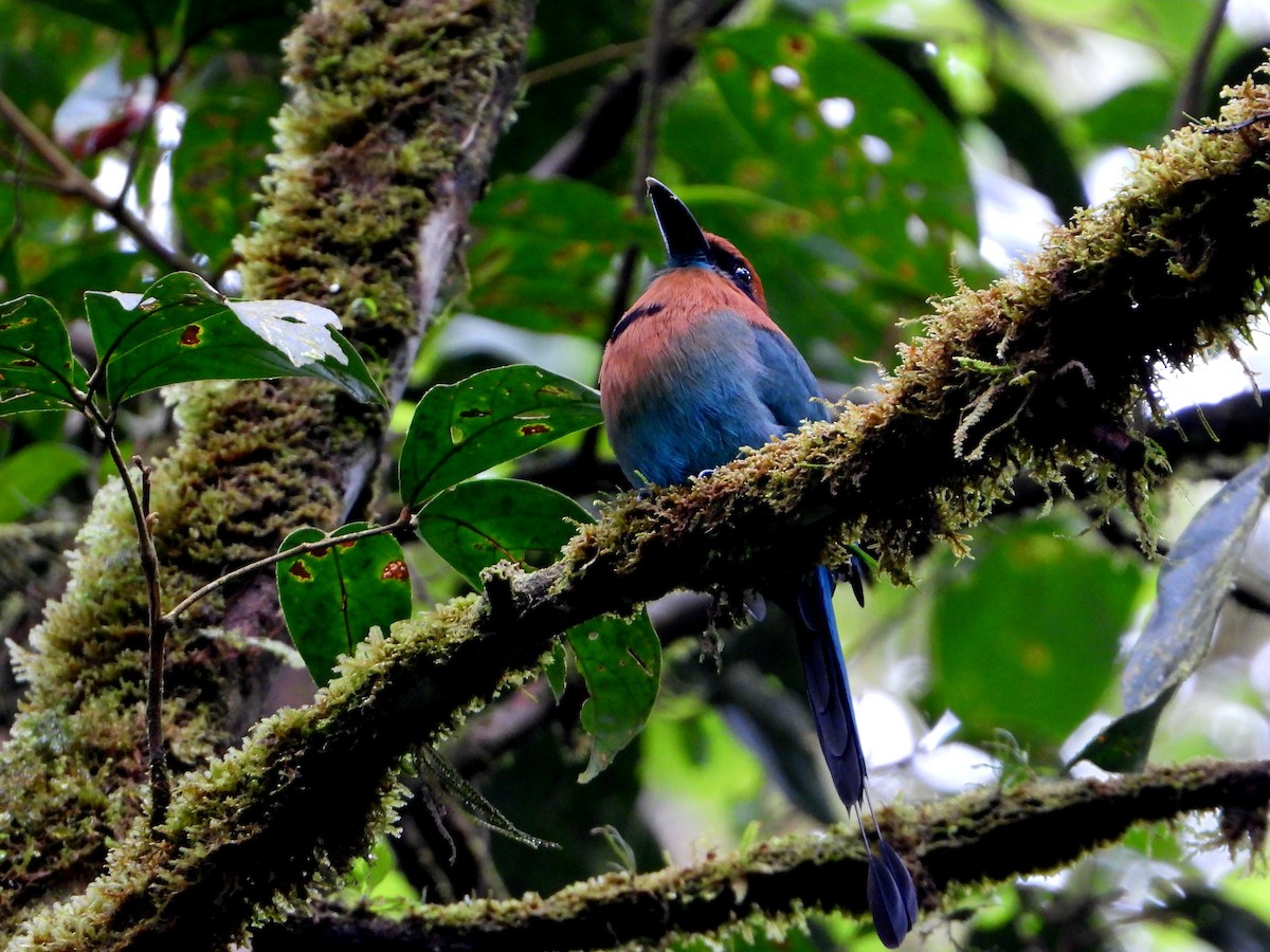 Broad-billed Motmot - ML643798302