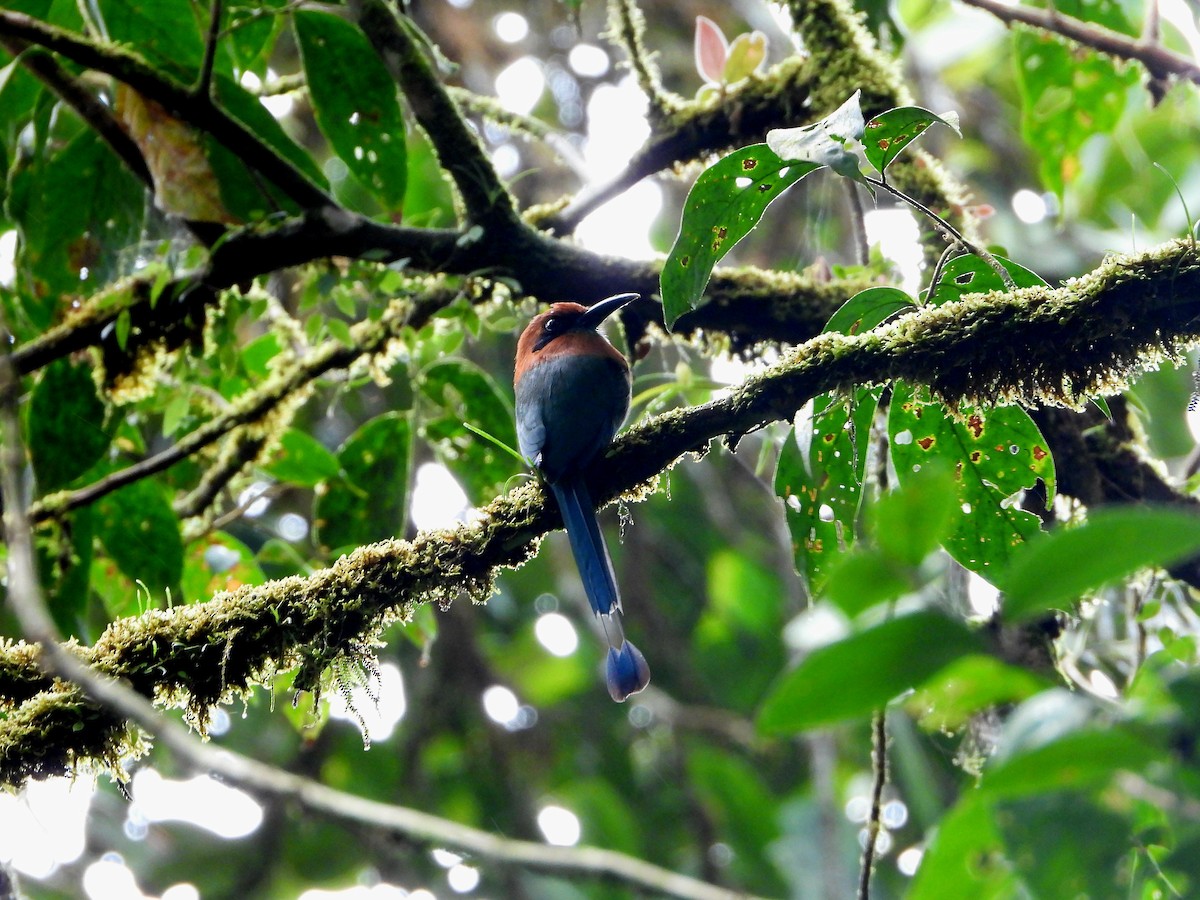 Broad-billed Motmot - ML643798303