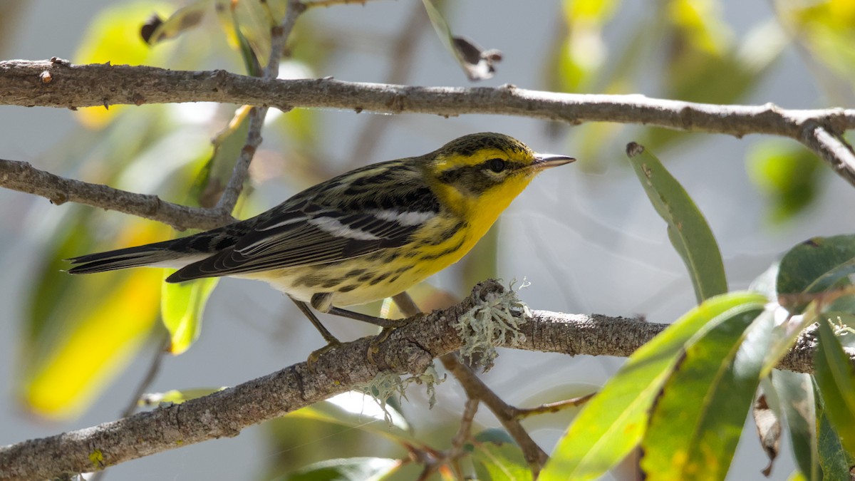 Blackburnian Warbler - ML643798307