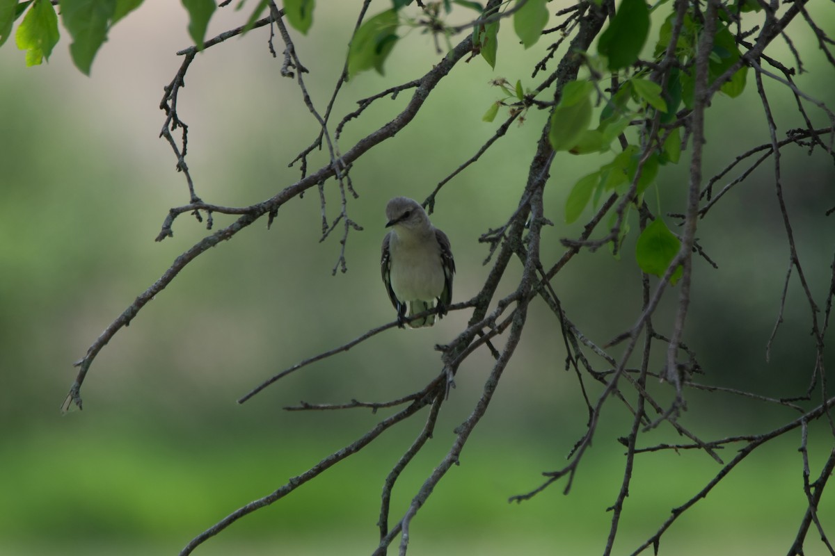 Northern Mockingbird - ML643798308