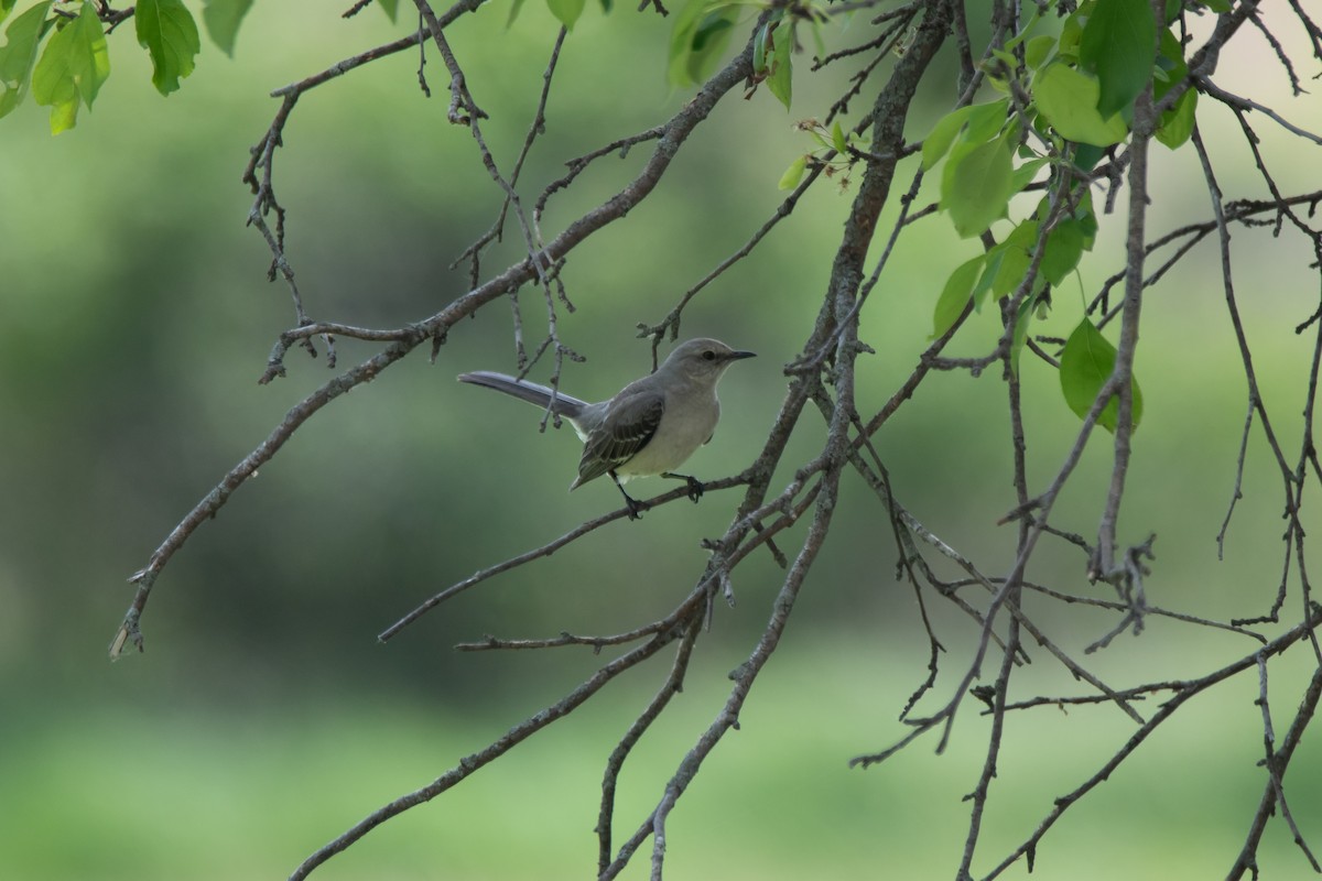 Northern Mockingbird - ML643798309