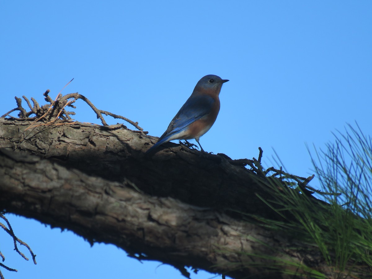 Eastern Bluebird - ML643798326