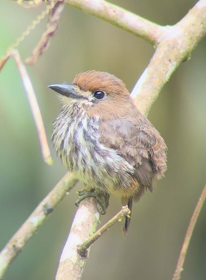 Lanceolated Monklet - ML643798329