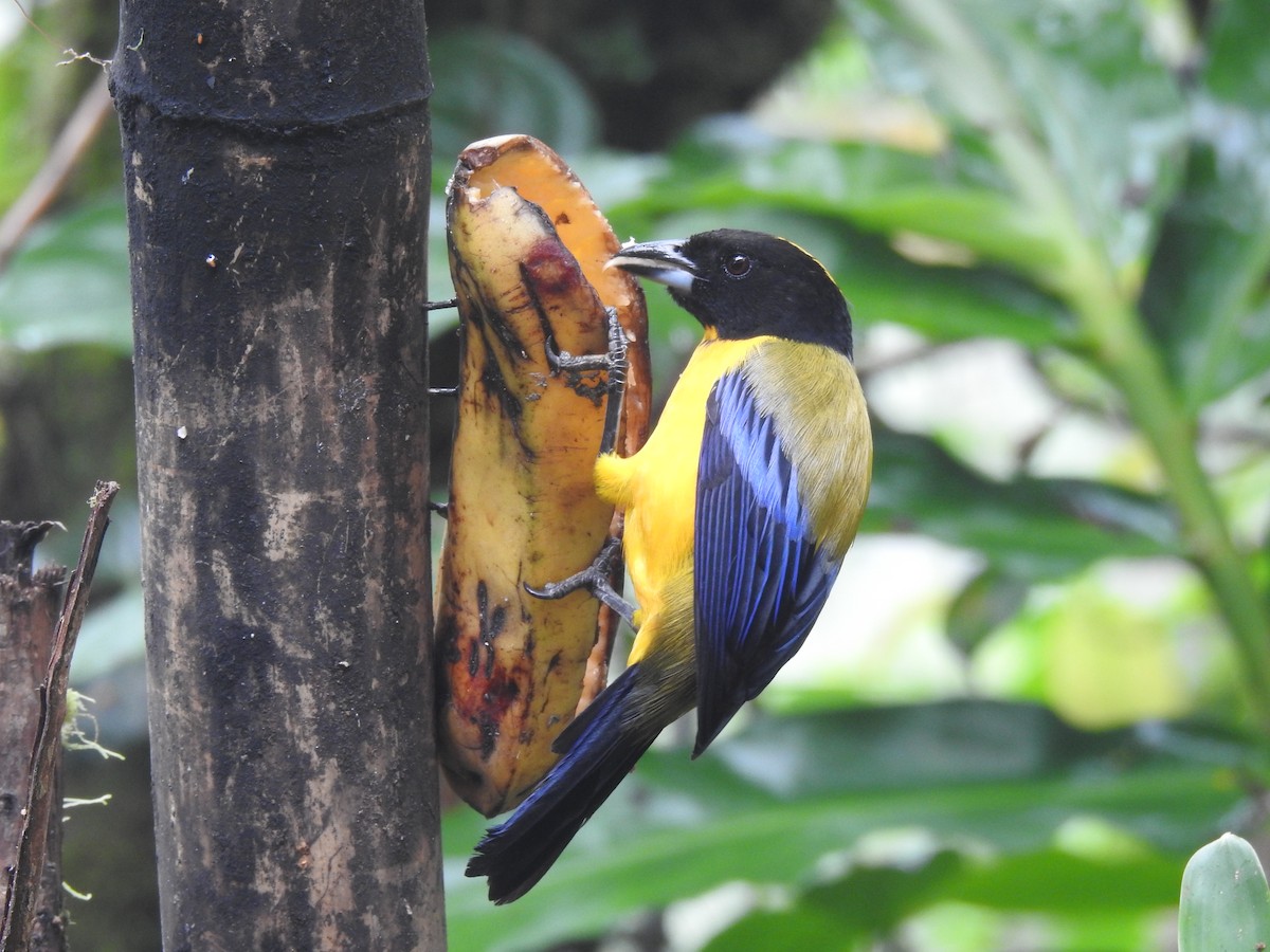 Black-chinned Mountain Tanager - ML643798333