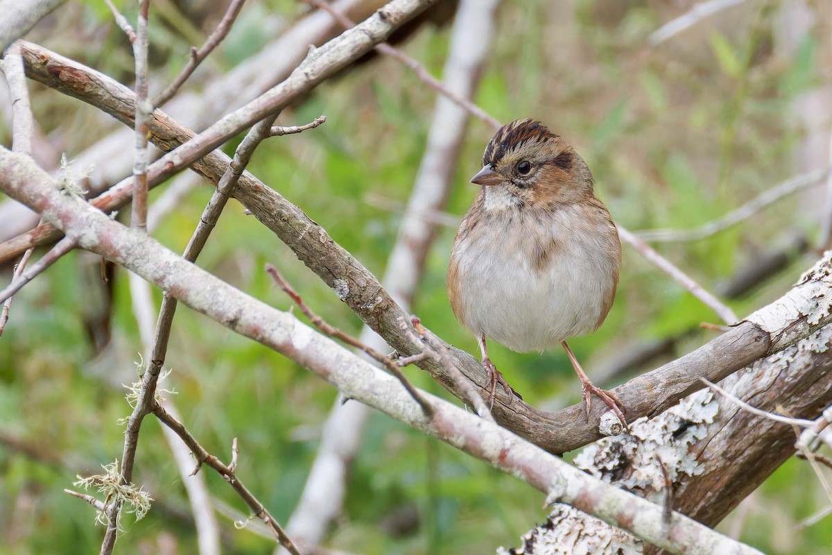 Swamp Sparrow - ML643798334