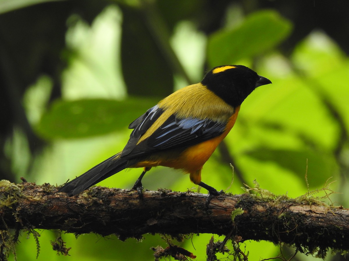 Black-chinned Mountain Tanager - ML643798335