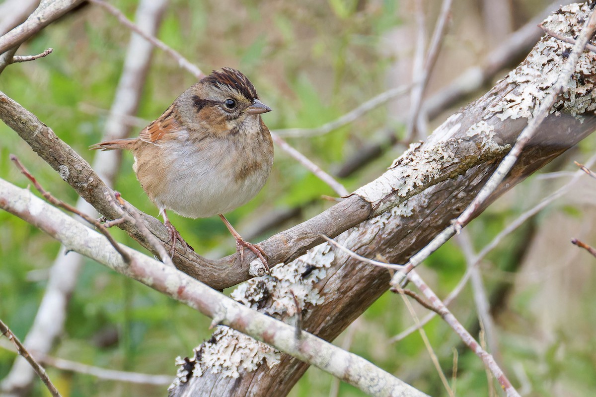 Swamp Sparrow - ML643798336