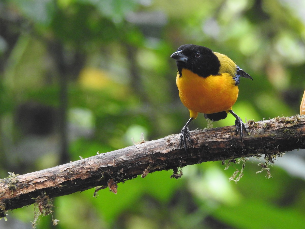 Black-chinned Mountain Tanager - ML643798337
