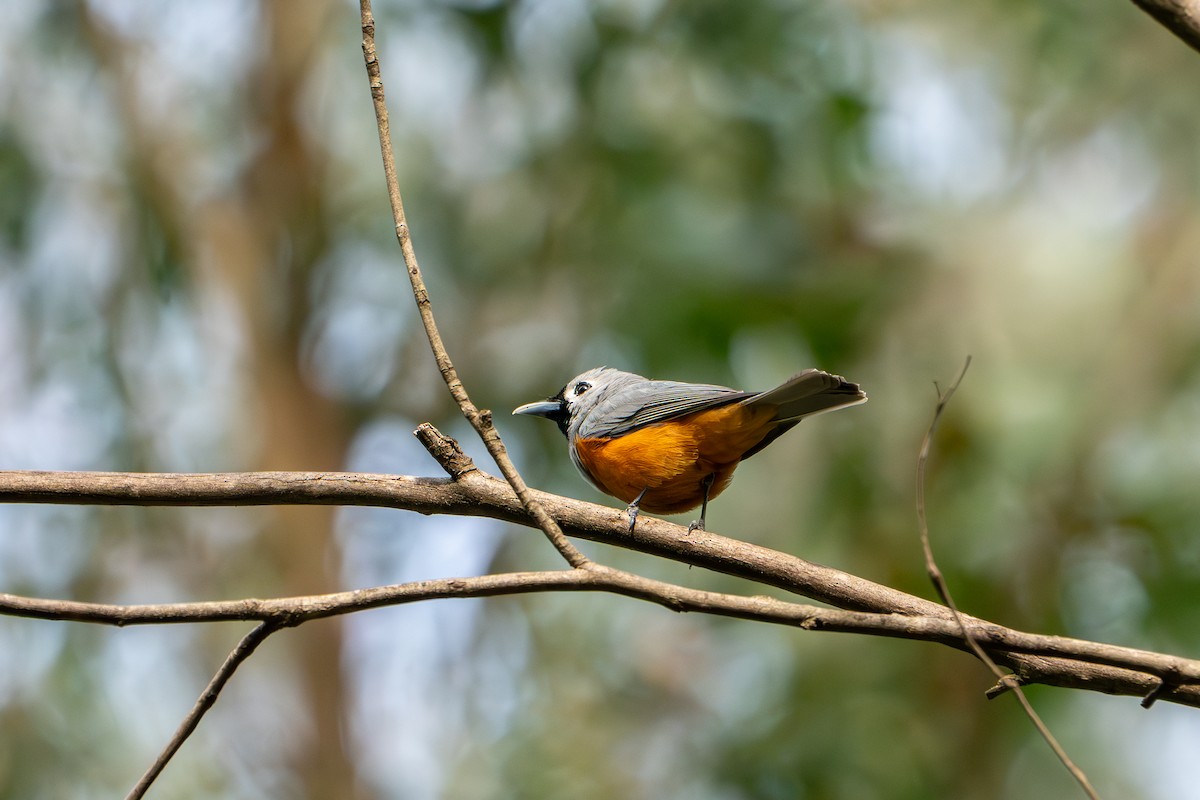 Black-faced Monarch - ML643798339