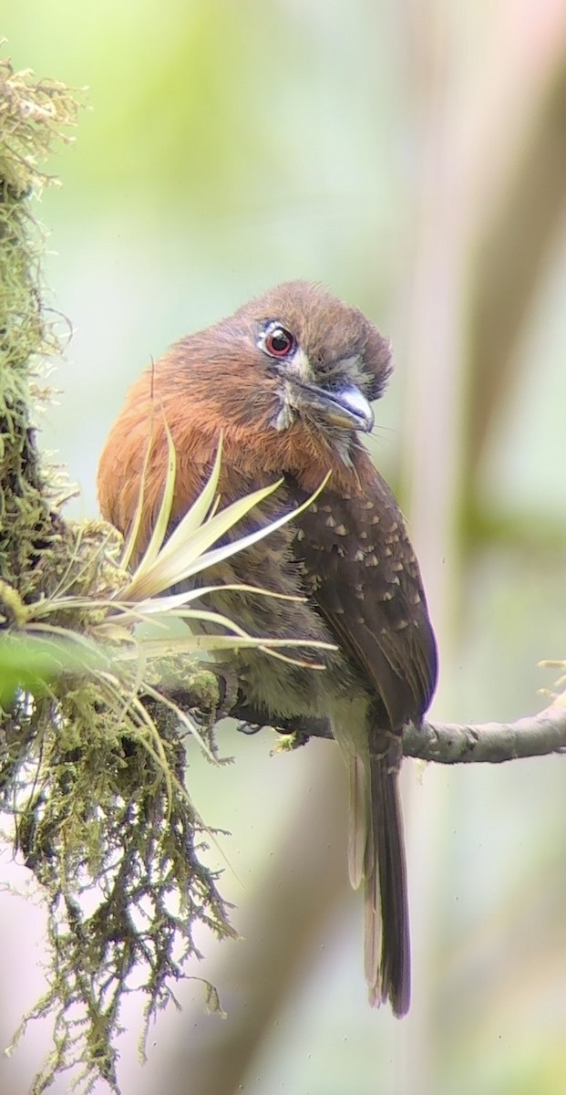 Moustached Puffbird - ML643798342