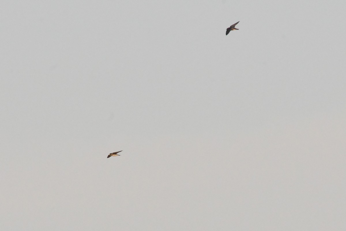 Purple Martin - ML643798345