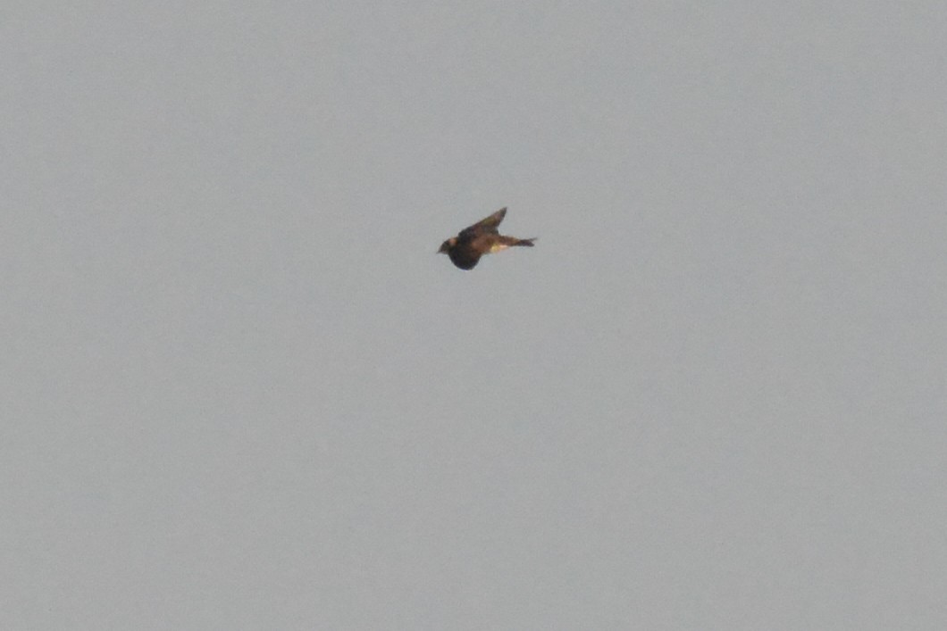 Purple Martin - ML643798346