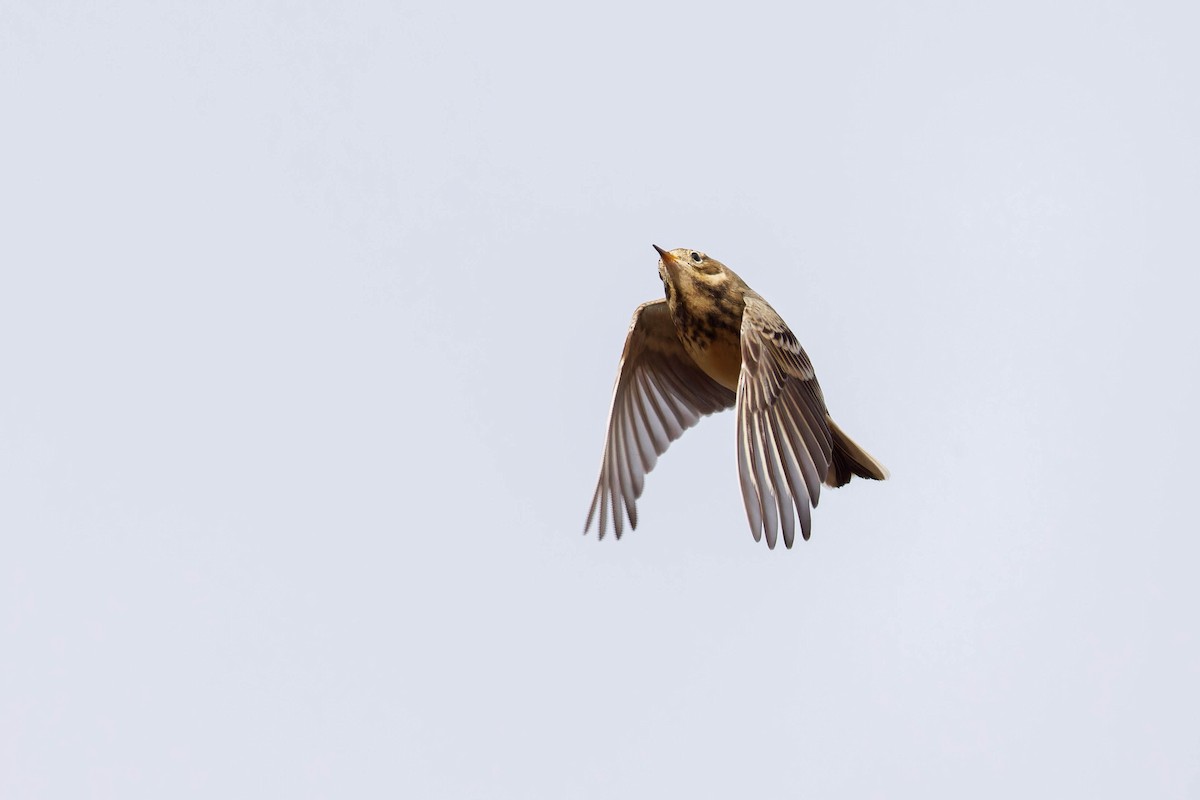 American Pipit - ML643798351