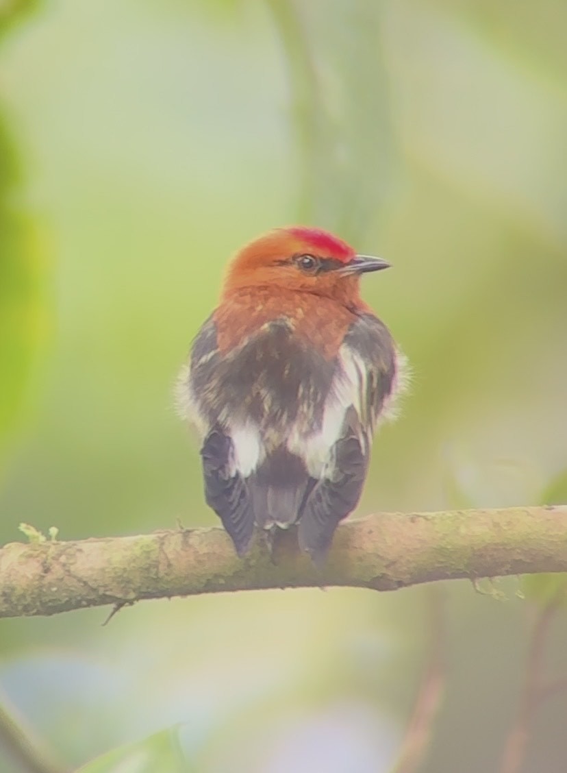 Club-winged Manakin - ML643798353