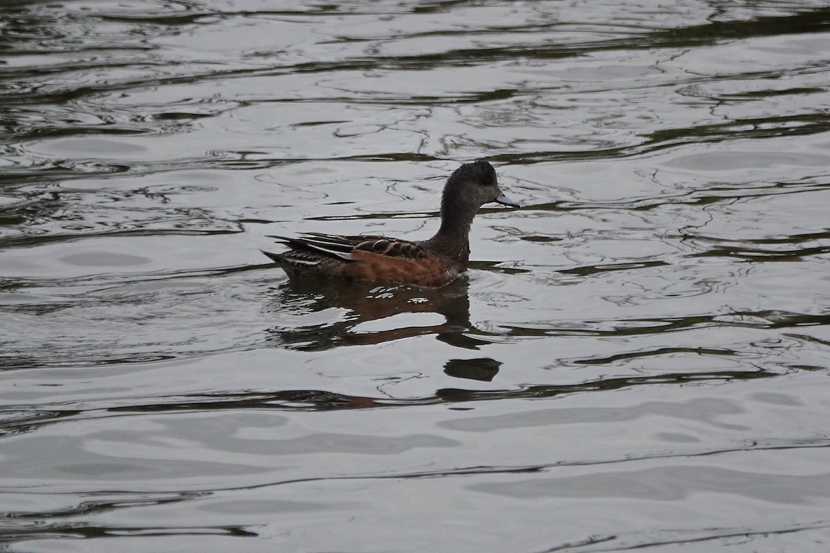 American Wigeon - ML643798365