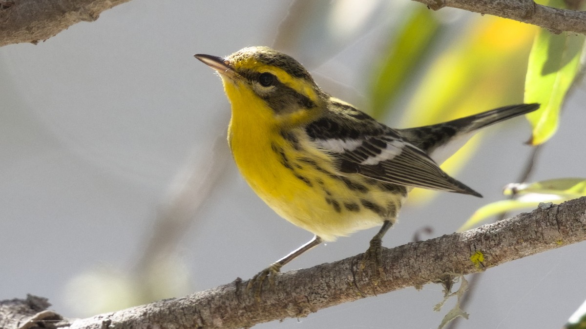 Blackburnian Warbler - ML643798376
