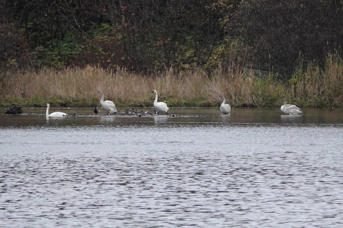 Trumpeter Swan - ML643798377