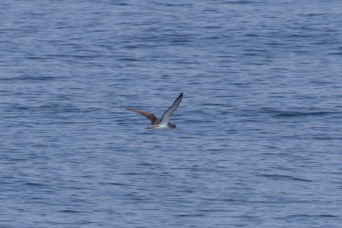 Scopoli's Shearwater - ML643798387