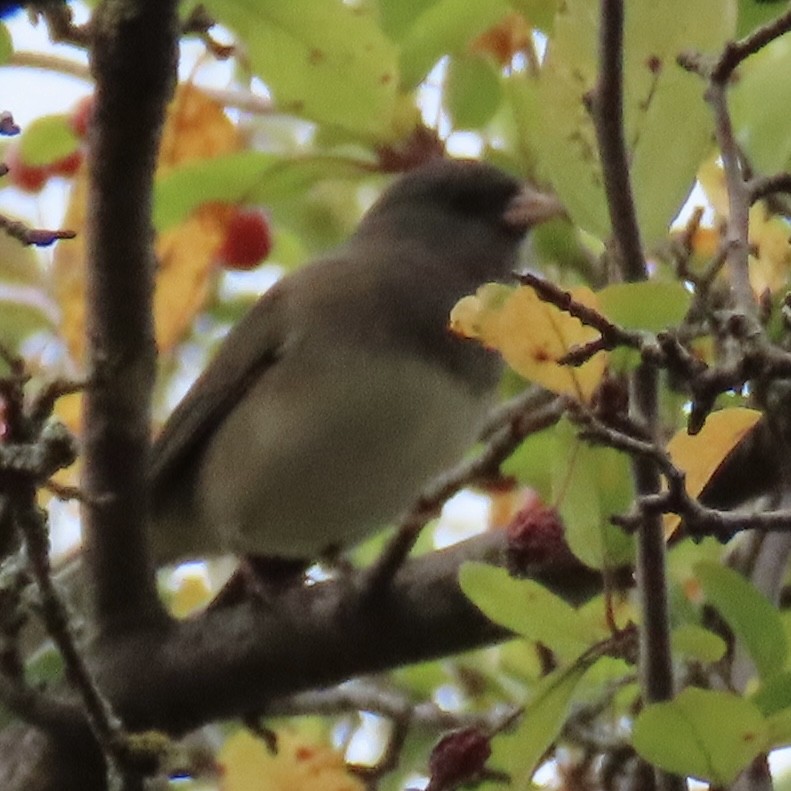 Dark-eyed Junco - ML643798389