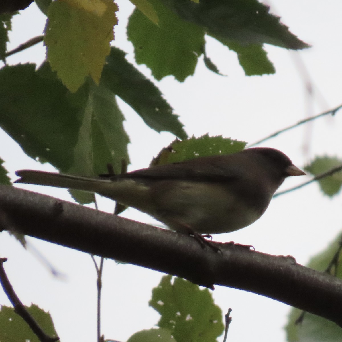 Dark-eyed Junco - ML643798391