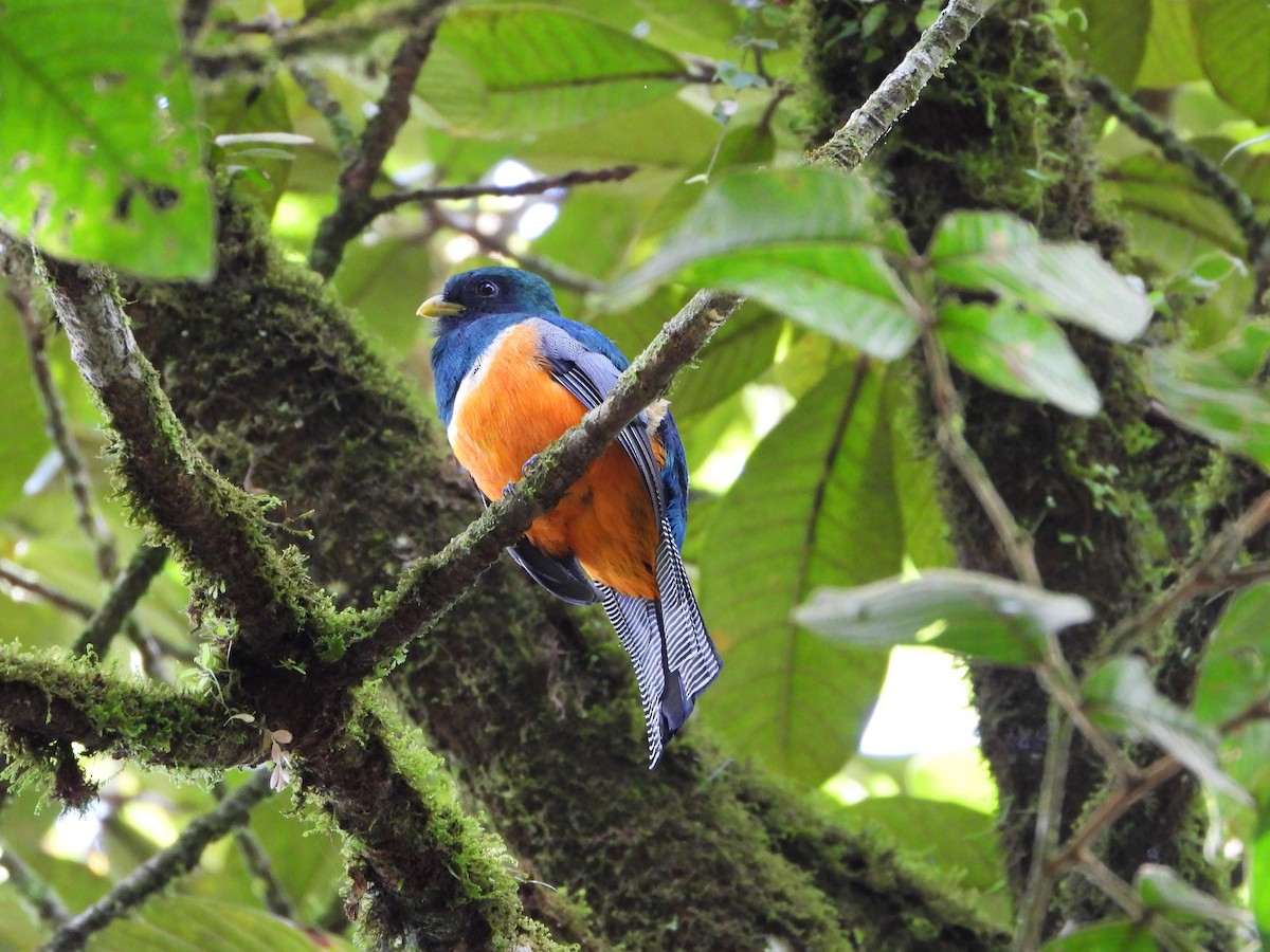 Collared Trogon - ML643798395