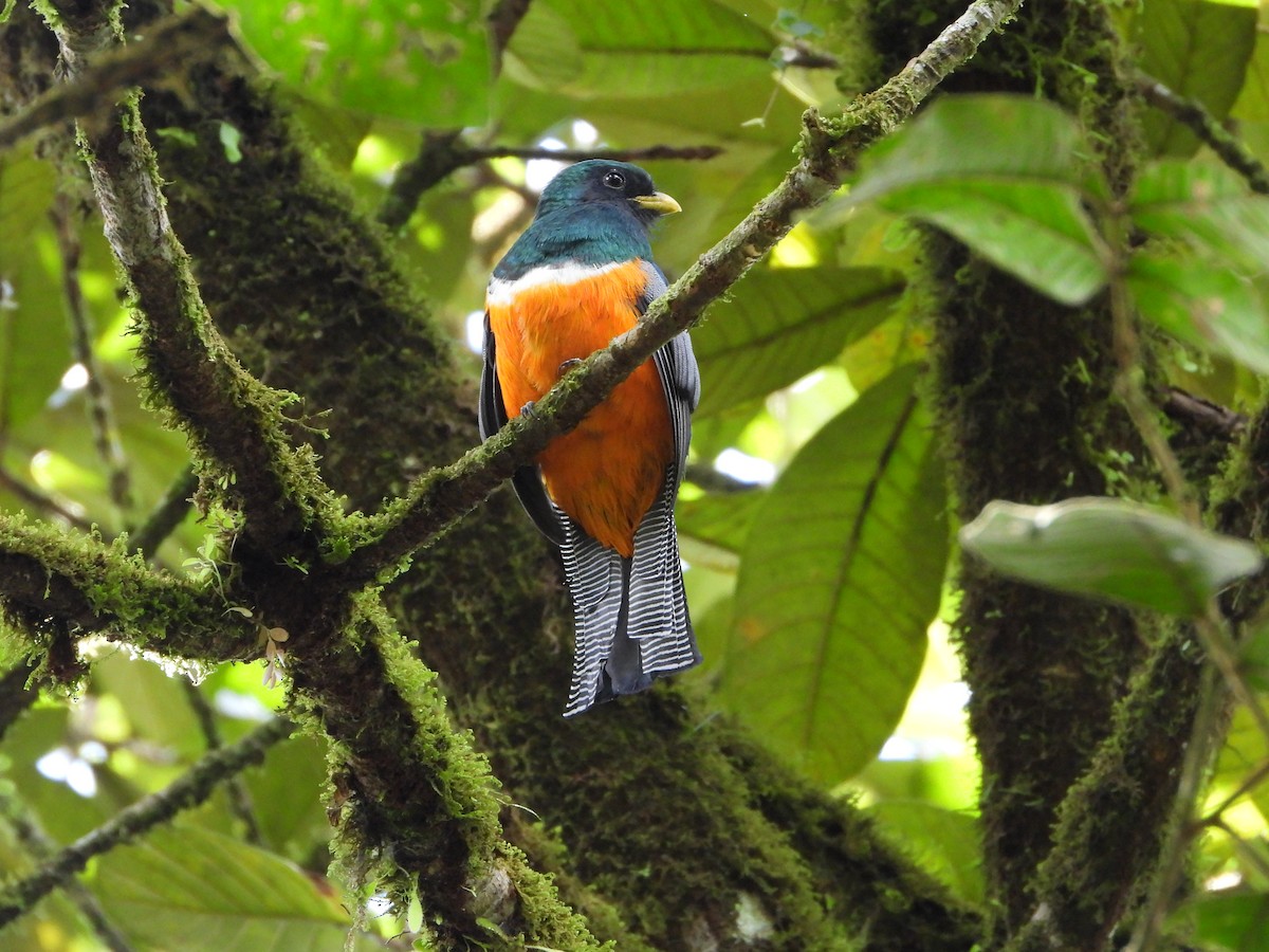 Collared Trogon - ML643798396