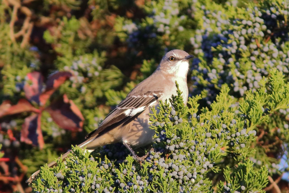 Northern Mockingbird - ML643798398