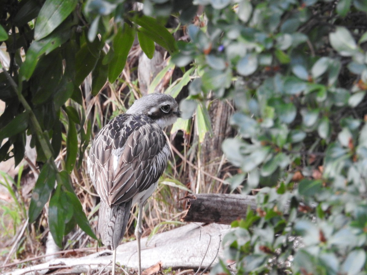 Bush Thick-knee - ML643798403