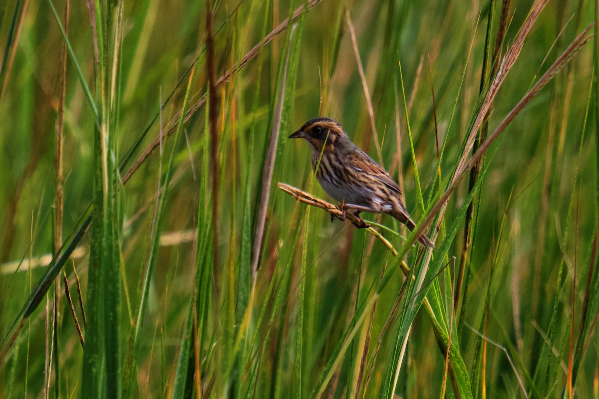 Saltmarsh Sparrow - ML643798404