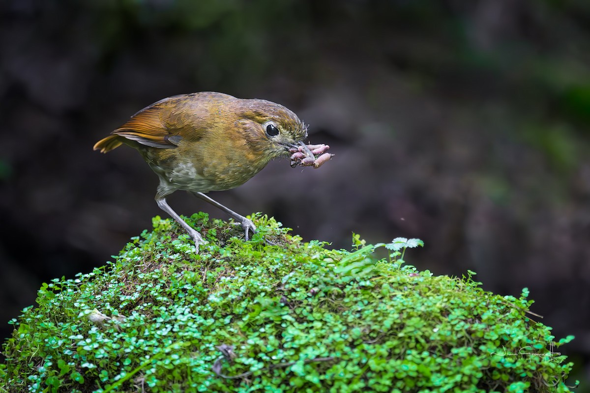 Brown-banded Antpitta - ML643798405