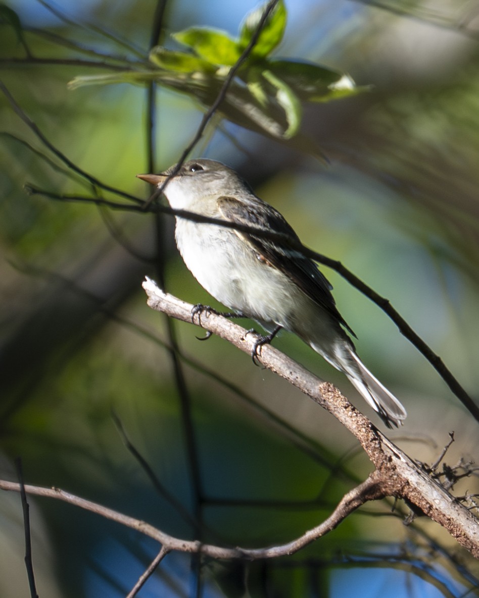 Alder Flycatcher - ML643798409