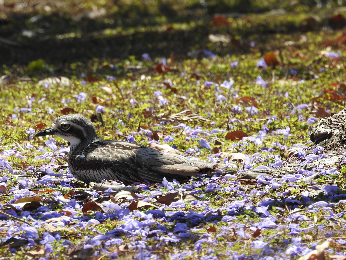 Bush Thick-knee - ML643798414