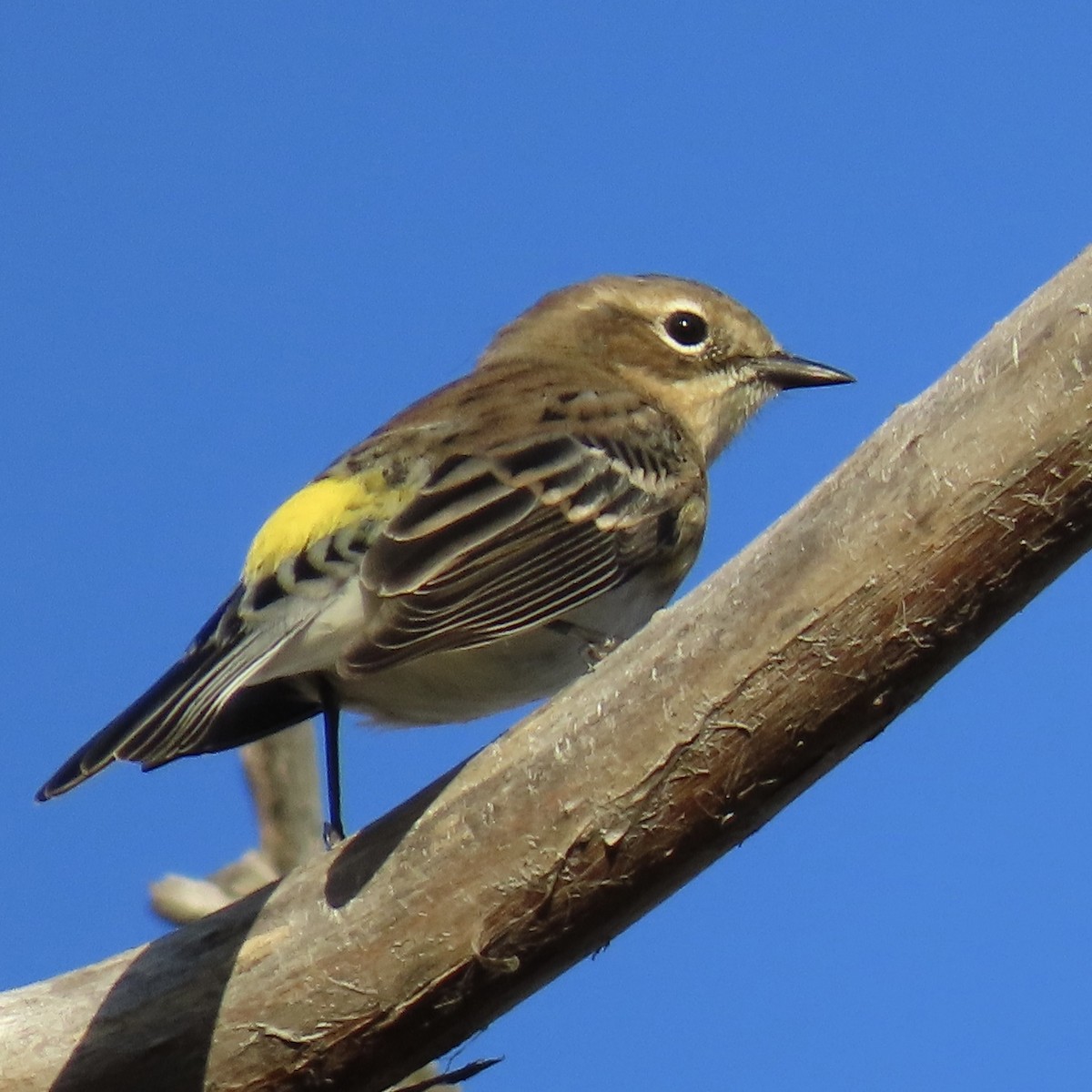 Yellow-rumped Warbler - ML643798434