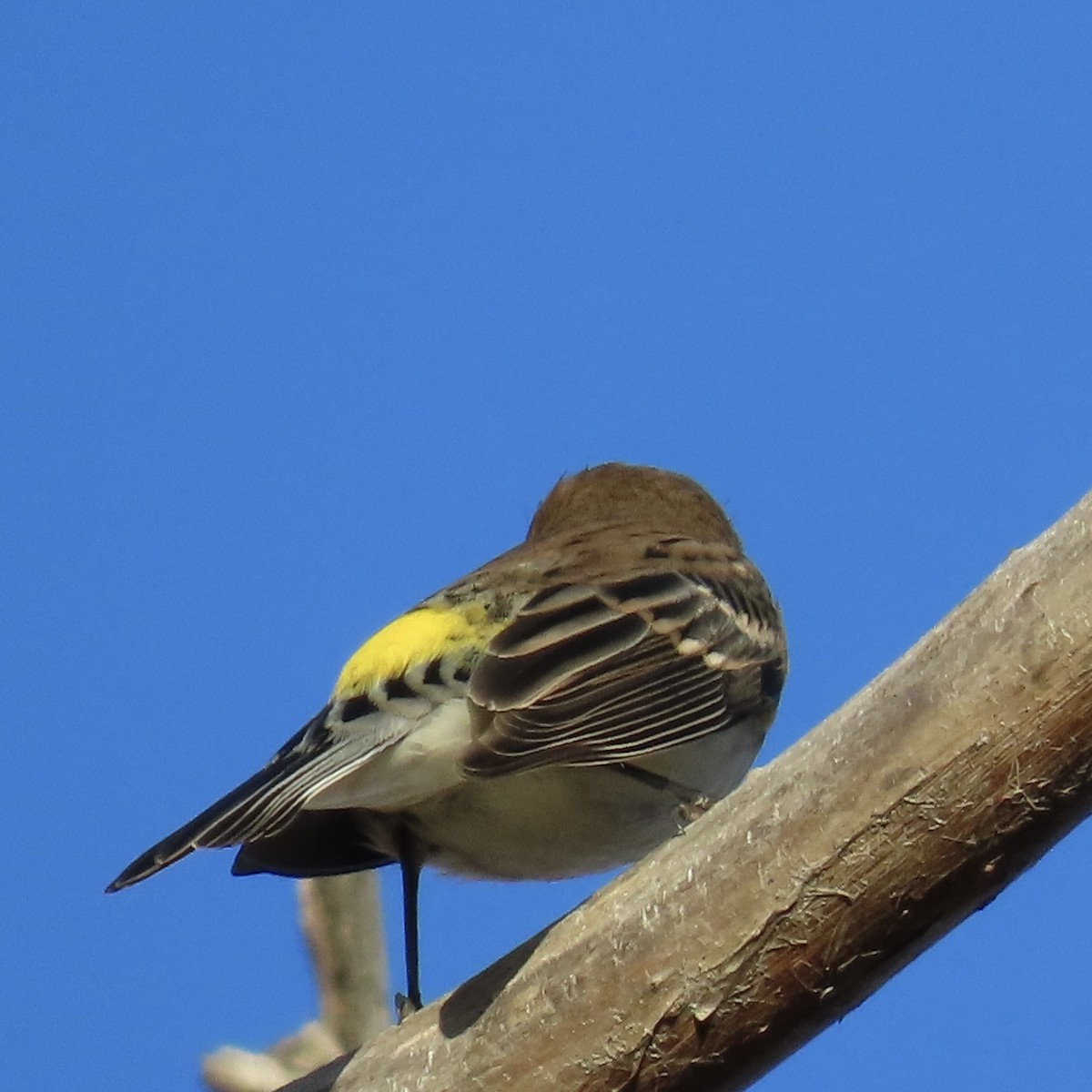 Yellow-rumped Warbler - ML643798435