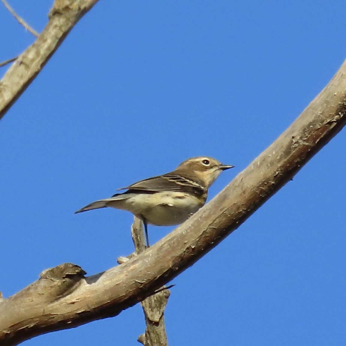 Yellow-rumped Warbler - ML643798436