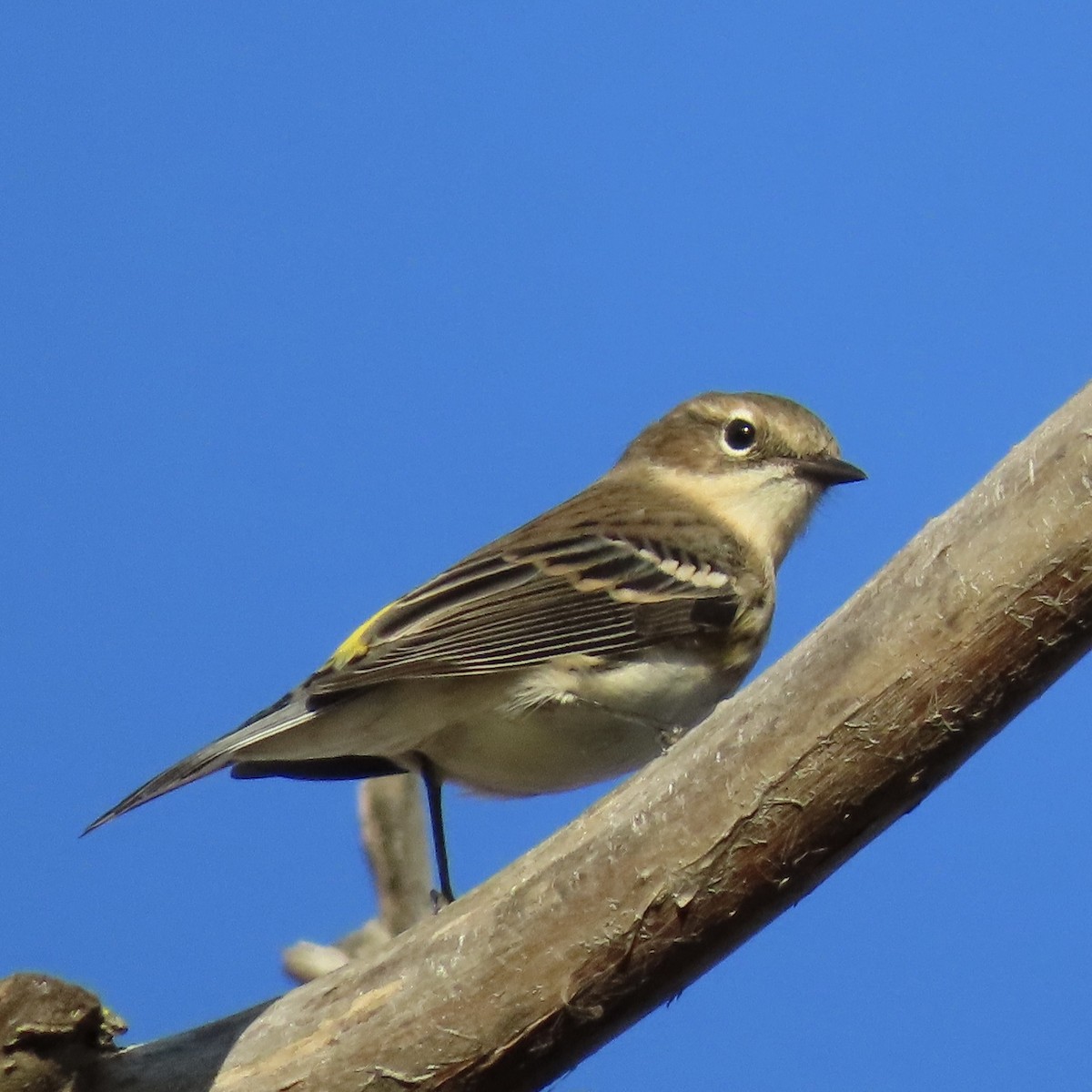 Yellow-rumped Warbler - ML643798437