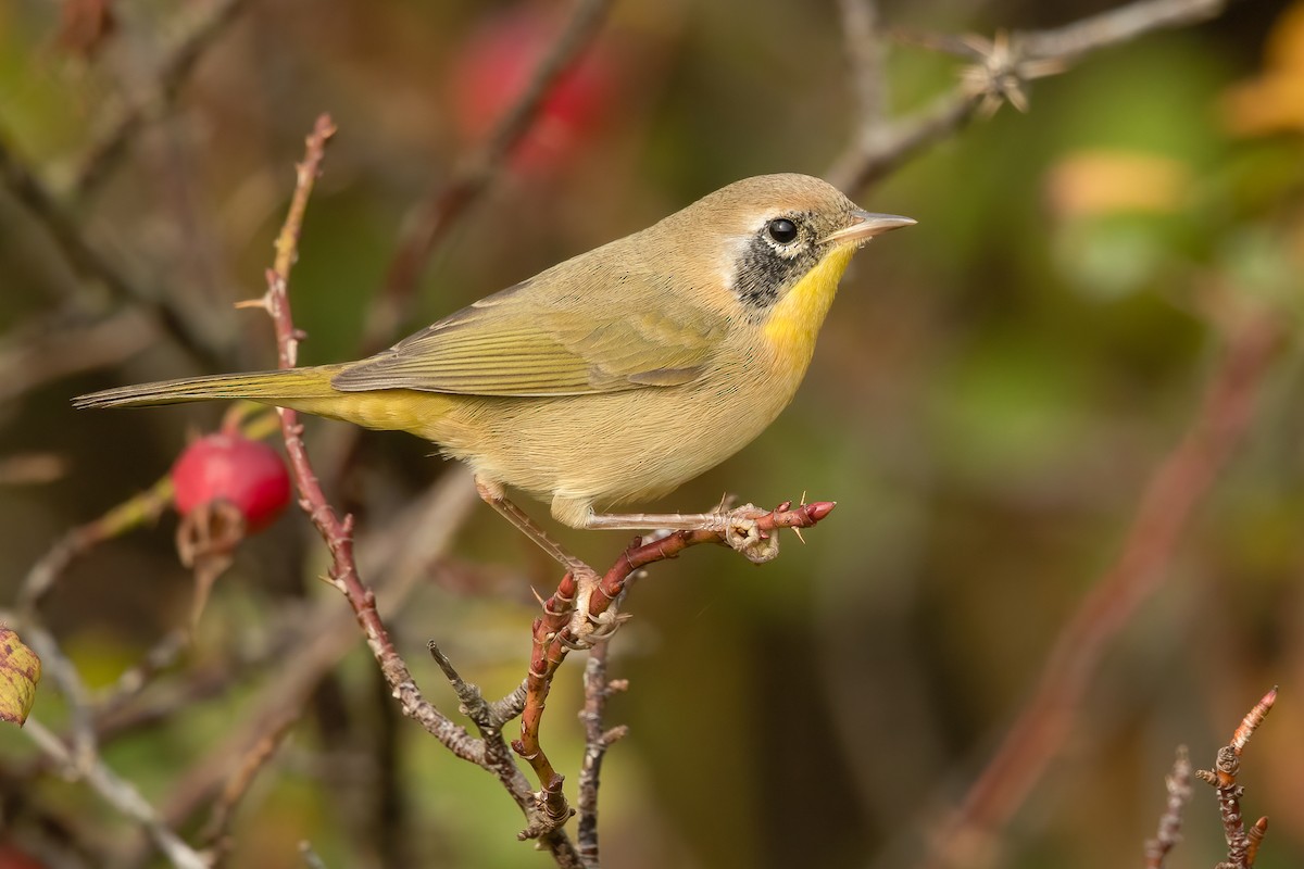 Common Yellowthroat - ML643798442