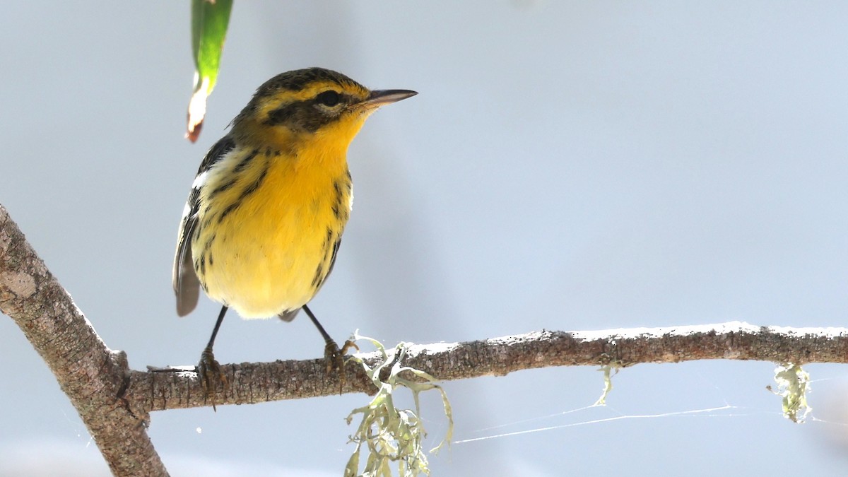 Blackburnian Warbler - ML643798444