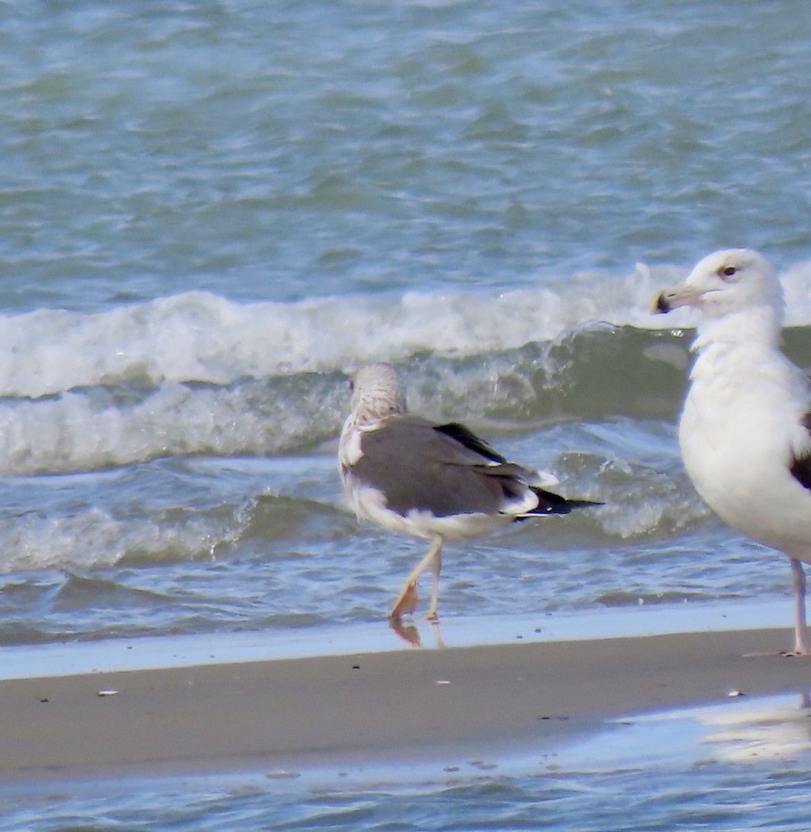 Lesser Black-backed Gull - ML643798451