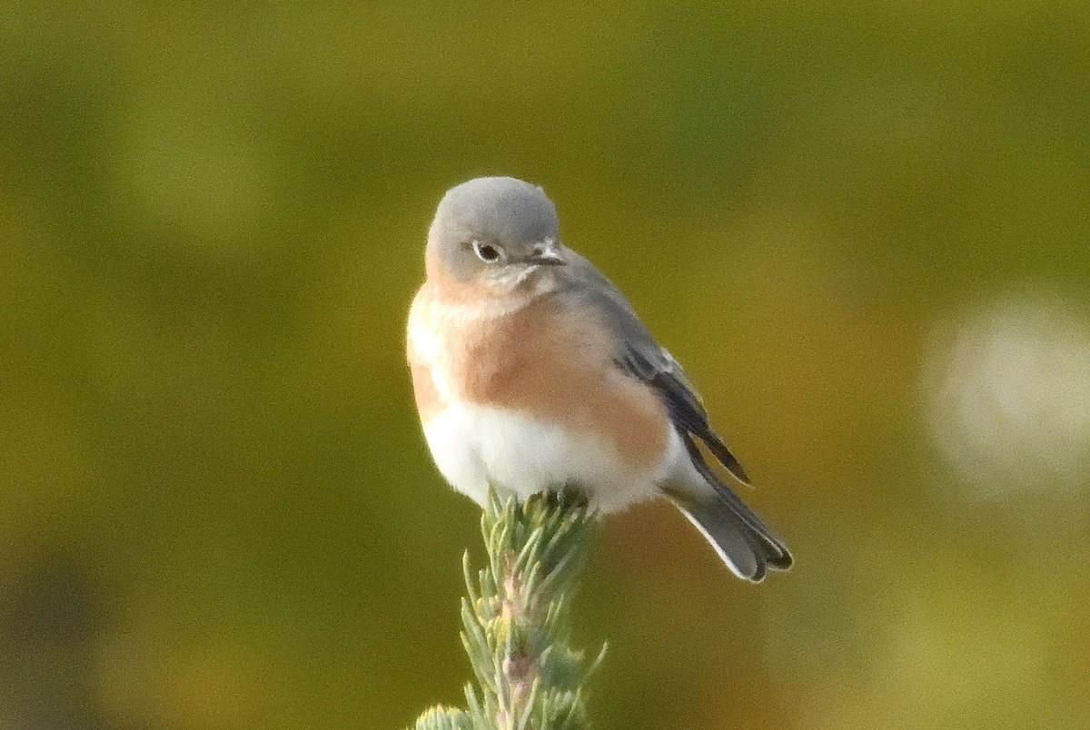 Eastern Bluebird - ML643798463