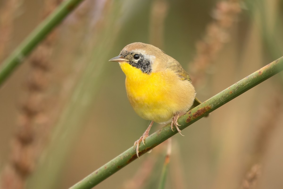 Common Yellowthroat - ML643798468
