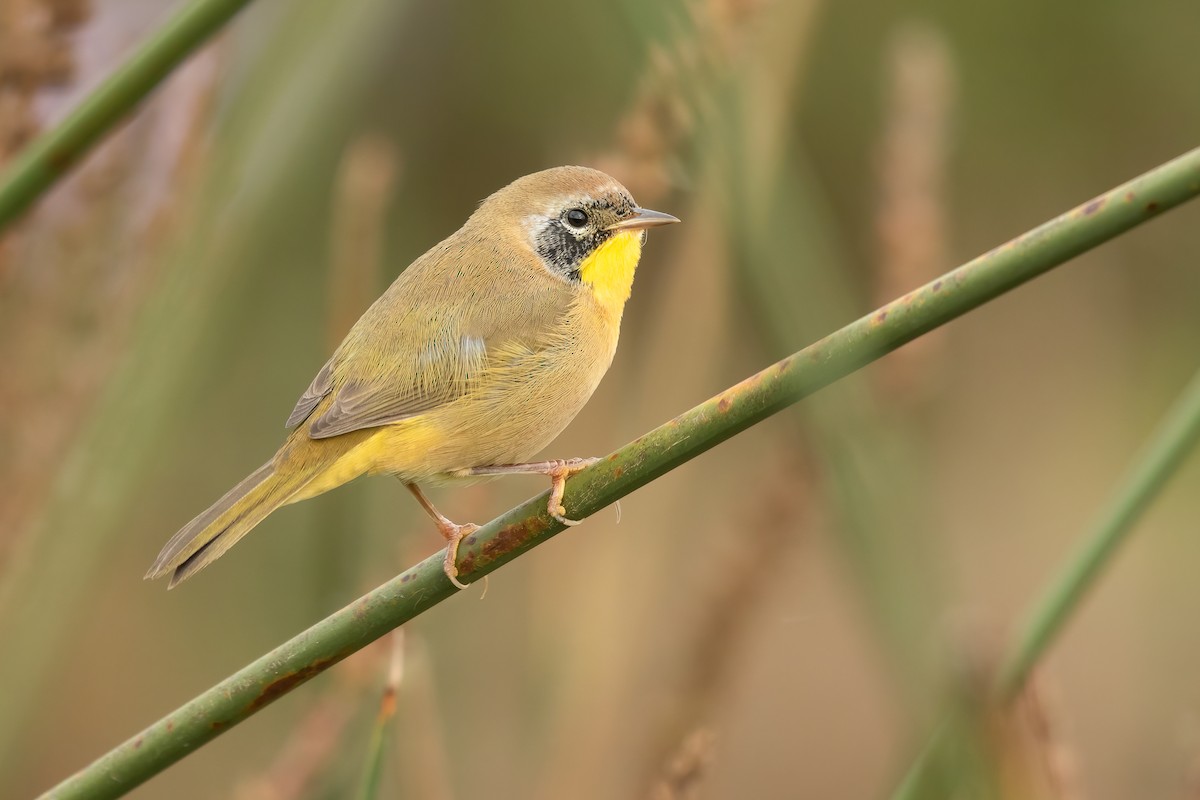 Common Yellowthroat - ML643798469