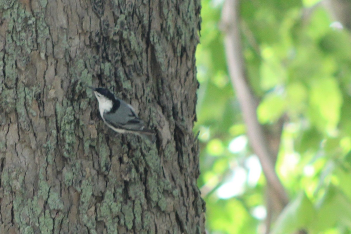 White-breasted Nuthatch - ML643798476
