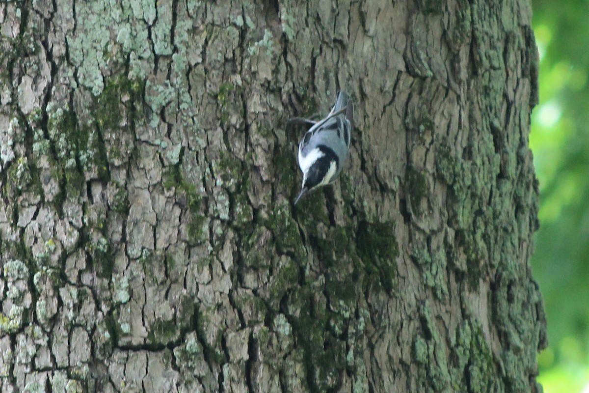 White-breasted Nuthatch - ML643798478
