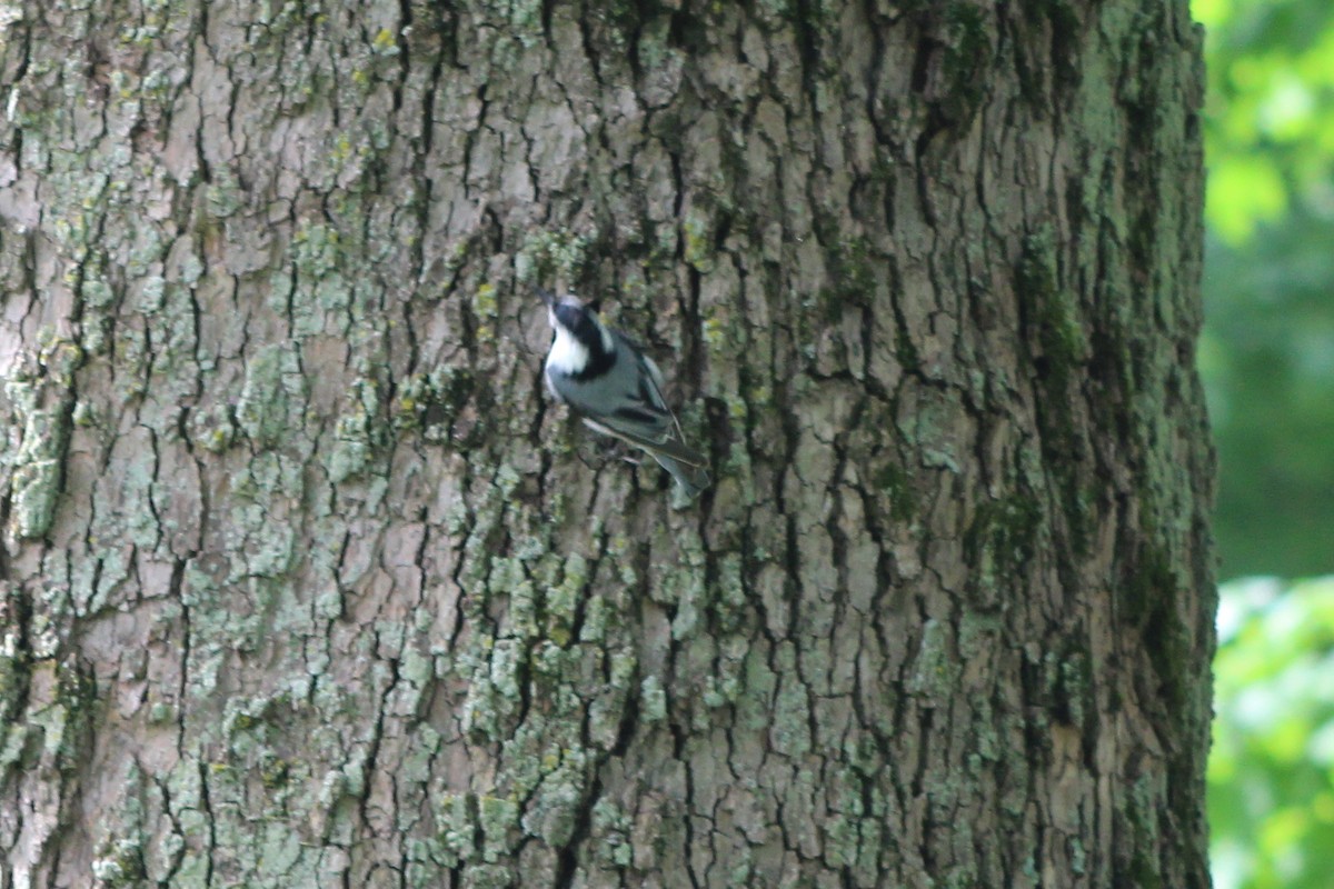 White-breasted Nuthatch - ML643798479