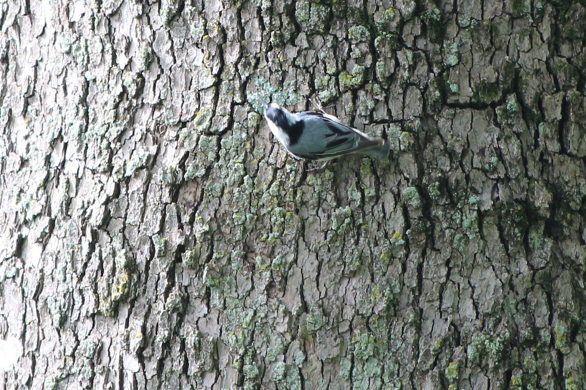 White-breasted Nuthatch - ML643798480