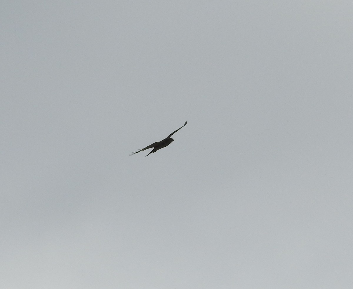Brown Goshawk - ML643798485