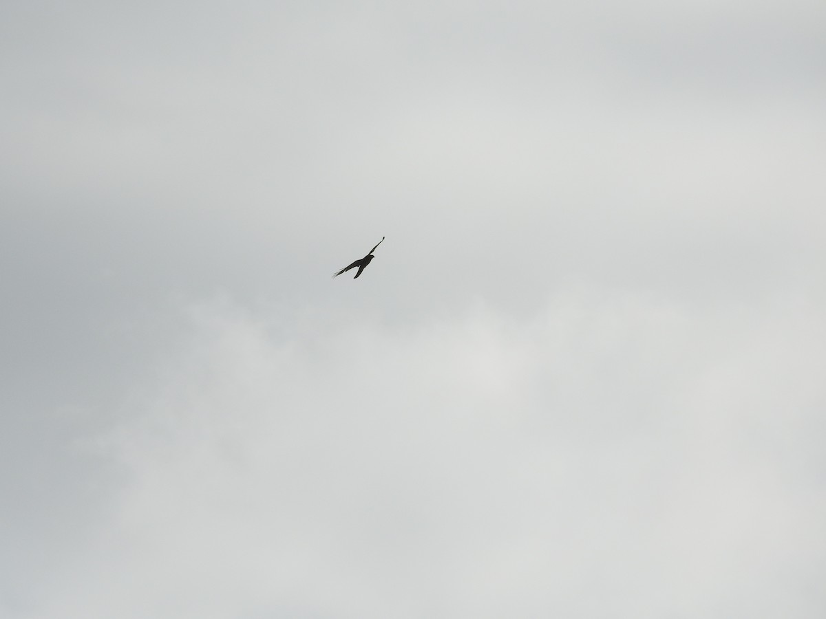 Brown Goshawk - ML643798487