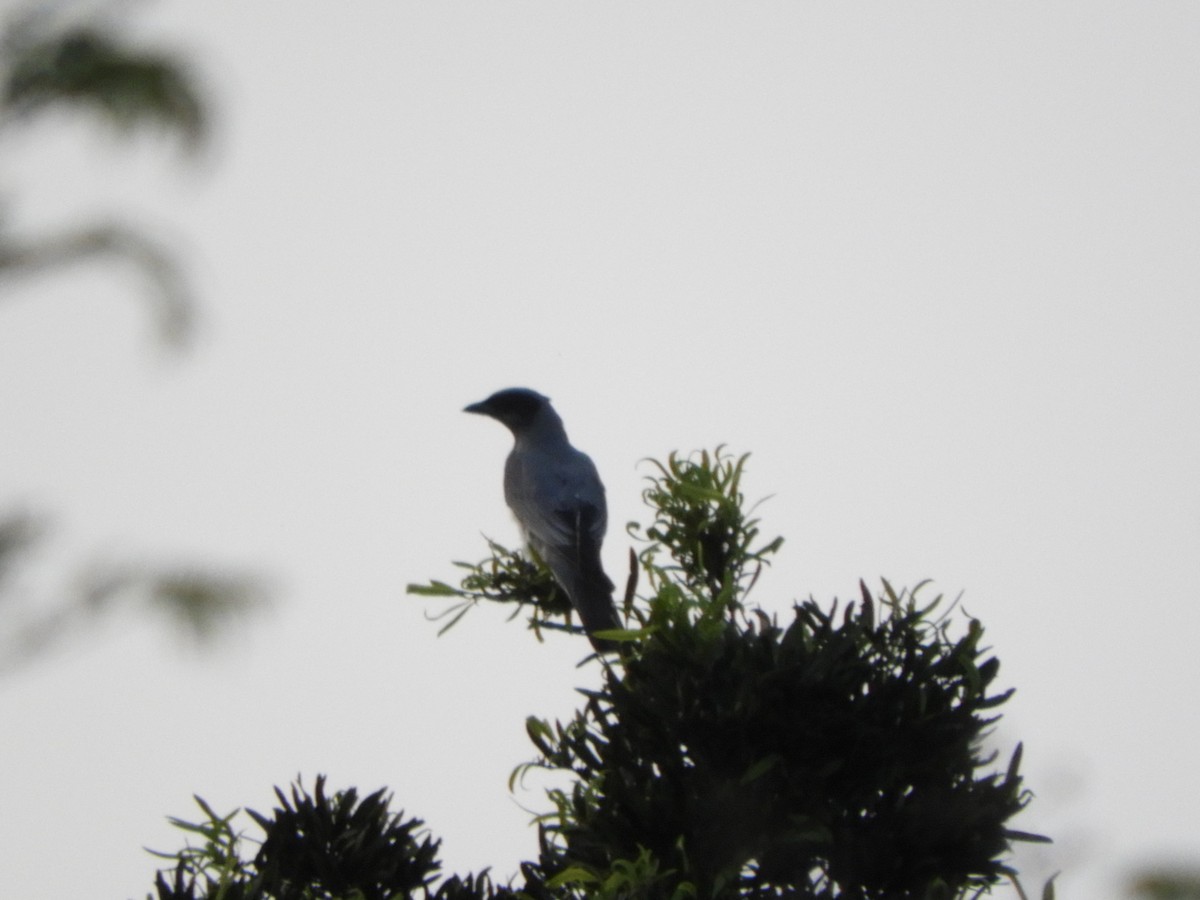 Black-faced Cuckooshrike - ML643798488